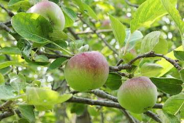 Fresh red apples isolated in the garden