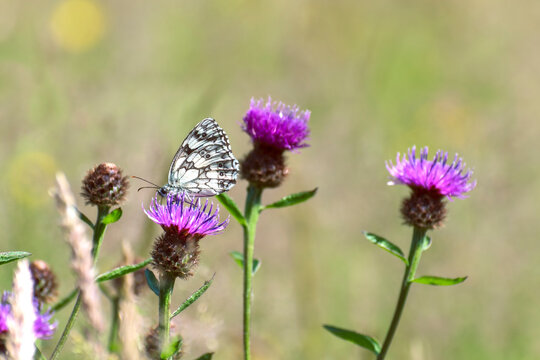 Marbled White Butterfly is a distinctive and attractive black and white butterfly, unlikely to be mistaken for any other species
