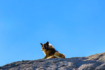 Obraz premium Homeless mongrel dog resting on a pile of gravel