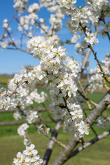 Close up of chickasaw plum (prunus angustifolia) blossom
