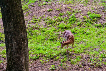 Young white tail deer (Odocoileus virginianus) grazing on a meadow