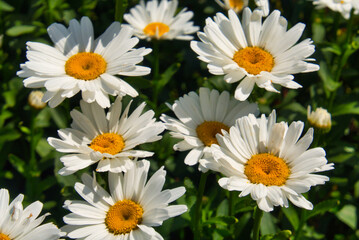 Fototapeta premium Margeriten Nahaufnahme: weiße Blüten, gelbes Zentrum, Garten: Leucanthemum