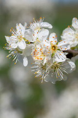 Close up of chickasaw plum (prunus angustifolia) blossom