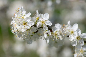 Close up of chickasaw plum (prunus angustifolia) blossom