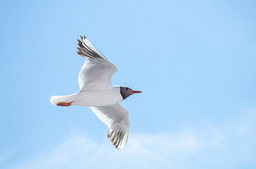 Graceful seagull captured mid-flight against clear blue sky. Wings spread wide, revealing intricate feather patterns. Soft sunlight enhances serene, open atmosphere
