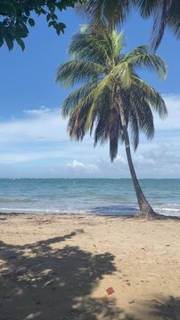 palm trees on the beach