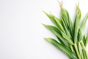 Obraz premium Fresh corn with vibrant green husks ready for crafting appealing advertising layouts
