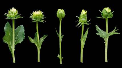 Naklejka premium Five Green Flower Buds In Various Stages On Black Background Close Up Isolated Studio Shot