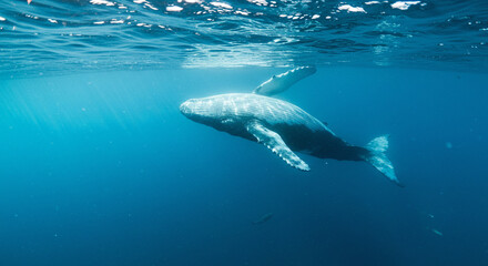 Naklejka premium The camera slowly descends from the surface of the sea, following a huge whale as it gracefully dives into the deep sea,
