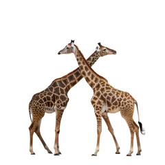 Naklejka premium Two Giraffes Neck to Neck: Stunning Wildlife Image
