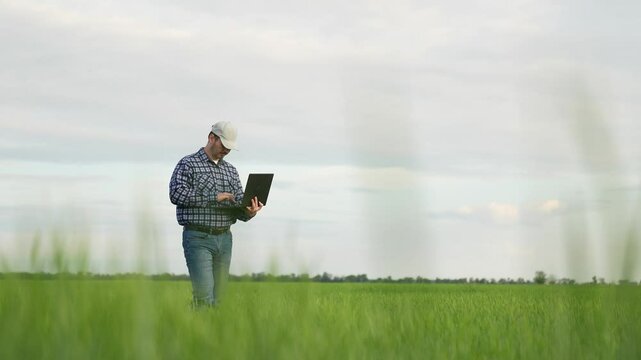 senior agrotechnician inspects the wheat field, monitor care harvest, production bread farm, farm business, aronom businessman works digital computer program, farming, agriculture, green grass, field