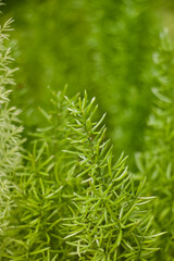 Asparagus Fern Leaves