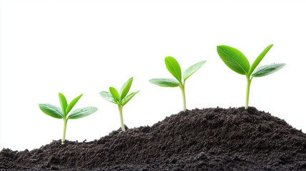 Naklejka premium Small Plants Growing in a Neat Line, Symbolizing Growth, Agriculture, and Natural Progression