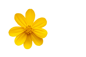 Bright yellow flower on a transparent background for decorative use