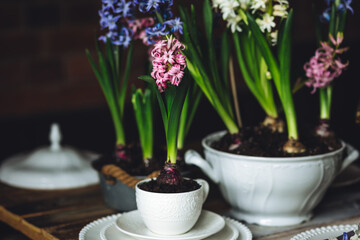 Spring elegant wedding or Easter celebration table decor. Festive white china, floral decoration with blooming bulbous hyacinth. Dark background. Springtime home gardening