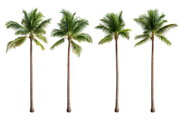 Four tall palm trees with lush green fronds on transparent background