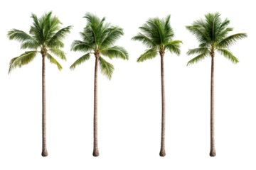 Four tall palm trees with lush green fronds on transparent background