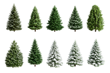 Collection of various evergreen trees with snow and green foliage