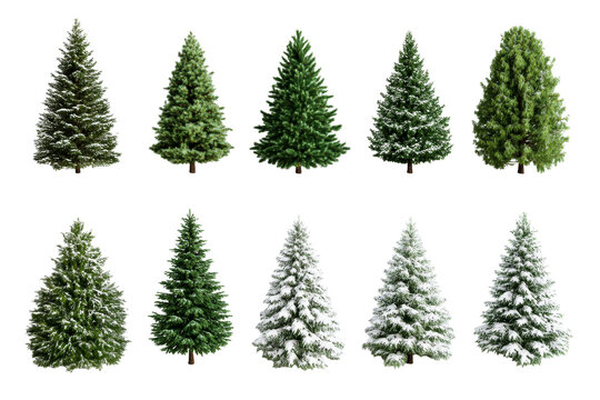 Collection of various evergreen trees with snow and green foliage