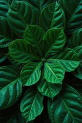 Fototapeta premium Closeup of lush green leaves forming a radial pattern. Perfect for nature, botanical, or design backgrounds.