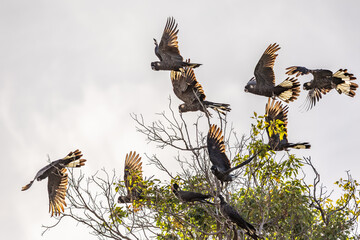 A flock of Carnaby's black cockatoos (zanda latirostris) taking flight from the top of a bare branch, showing detailed wing structure.