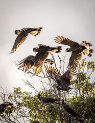 A flock of Carnaby's black cockatoos (zanda latirostris) taking flight from the top of a bare branch, showing detailed wing structure.