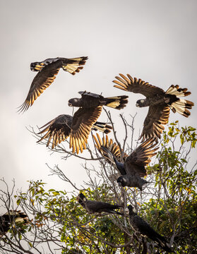 A flock of Carnaby's black cockatoos (zanda latirostris) taking flight from the top of a bare branch, showing detailed wing structure.