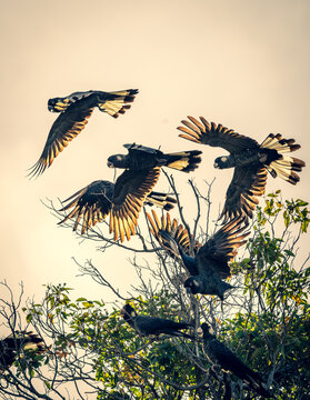 A flock of Carnaby's black cockatoos (zanda latirostris) taking flight from the top of a bare branch, showing detailed wing structure.