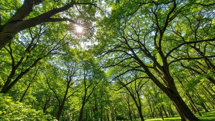 Fototapeta premium Tall trees with dense green leaves creating a lush canopy in park setting Sunlight filtering through foliage evokes tranquility and outdoor exploration