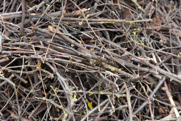 Pile of dry twigs with moss and lichen