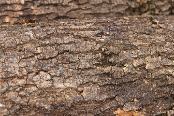 Fototapeta premium Close-up of rough tree bark texture with cracks and moss, background