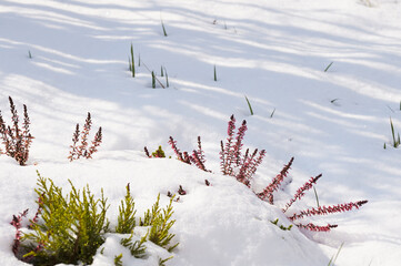 Pink heather flower coverd in snow