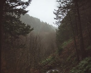 Obraz premium Misty Forest Path for Pacific Northwest.