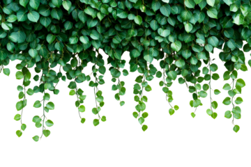 Vibrant green ivy leaves cascading from above in bright light