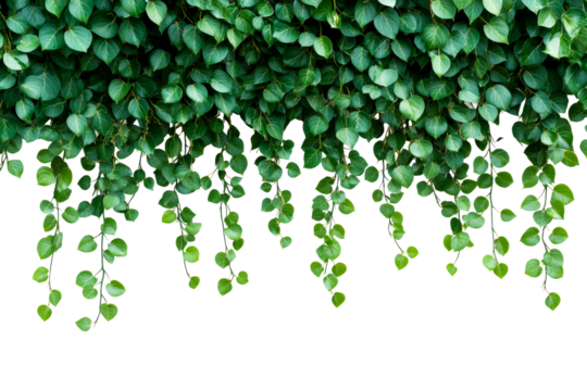 Vibrant green ivy leaves cascading from above in bright light