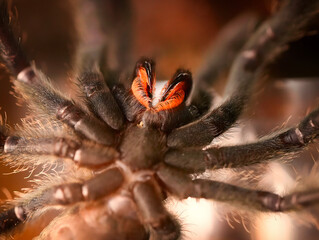 Psalmopoeus irminia tarantula from below theraphosidae also known as the Venezuelan suntiger spider chelicerae from below macro closeup photo