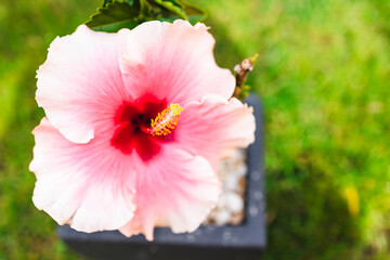 pink hibiscus flower outdoor in sunny backyard, close-up shot