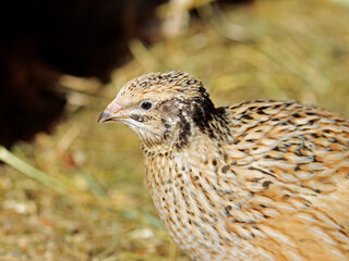 portrait of a quail hen