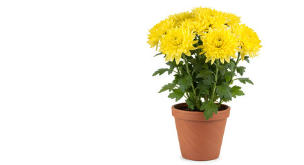 Fototapeta premium Yellow Chrysanthemum Potted Plant