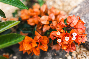 orange bougainvillea plant in full bloom  in sunny backyard, close-up shot