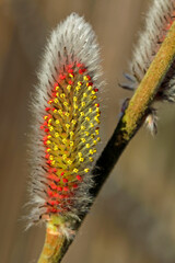 buds of a willow
