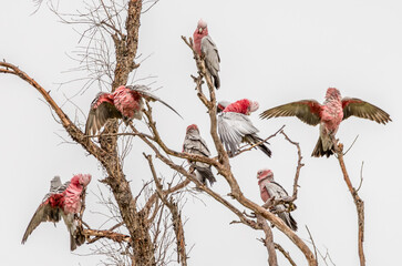 A flock of Pink and Grey Galahs (eolophus roseicapilla) frolicking in light rain.