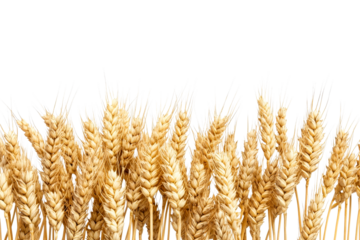 Wheat stalks gathered together in a natural arrangement