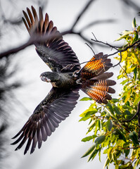 A female Red-tailed black cockatoo (Calyptorhynchus banksii naso) in flight.
