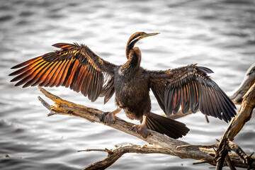 A male Australasian Darter (Anhinga novaehollandiae) perched on a log over a river drying its wings in the early morning sunshine.