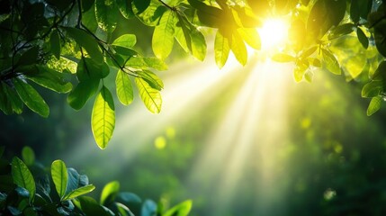 Obraz premium Sunlight Filtering Through Green Leaves in a Tranquil Forest Setting with Soft Light Enhancing Nature's Beauty