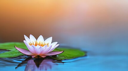 Peaceful Water Lily (2)