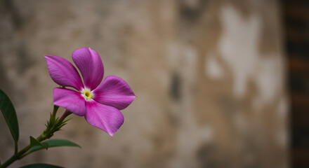 Purple Flower Image Nature Stock Photo