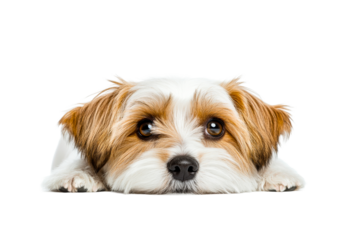 Curious dog laying on a surface with large expressive eyes
