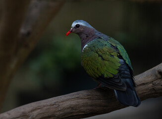 Fototapeta premium Green Winged Dove on green backdrop